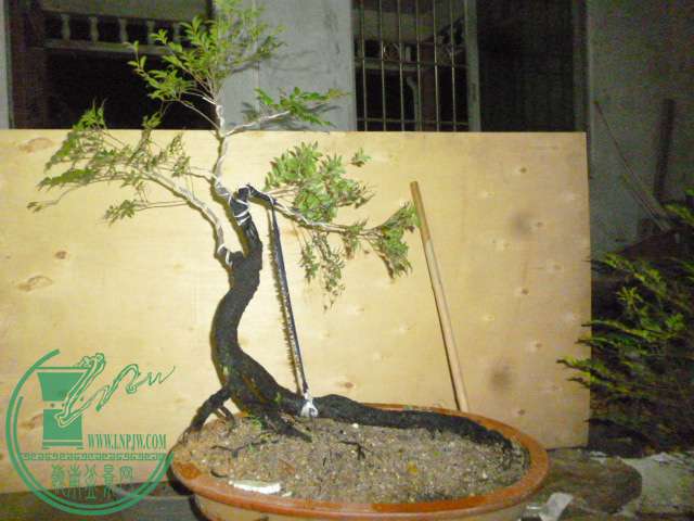 P1140339.JPG