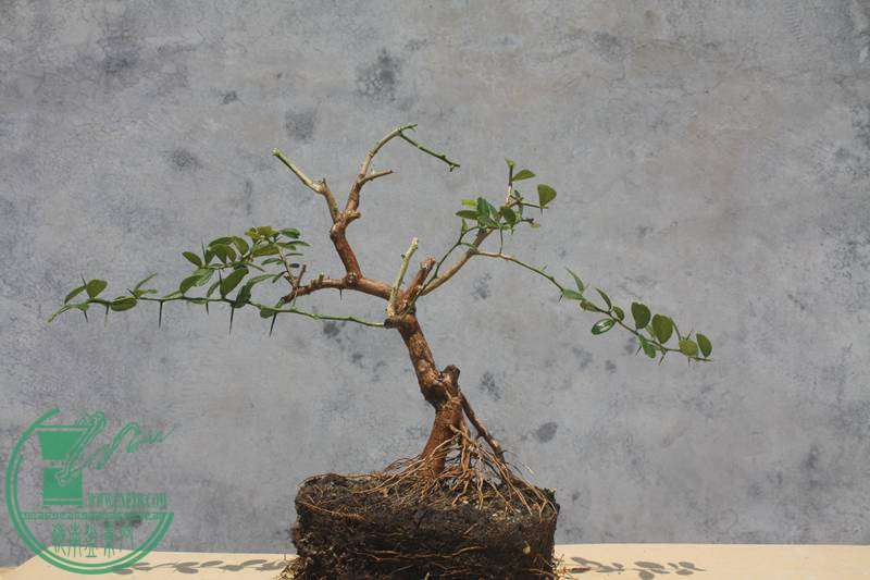 Ƭ20131026ۺ 3489.jpg