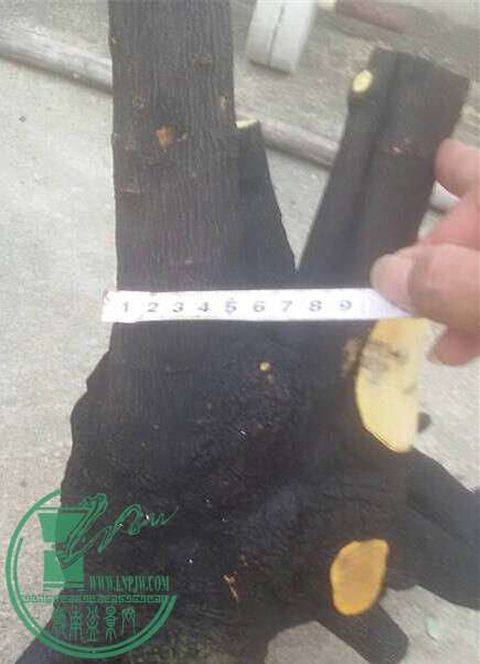 9_.jpg