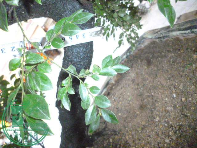P1140370.JPG