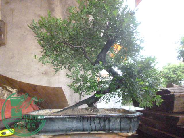P1140346.JPG
