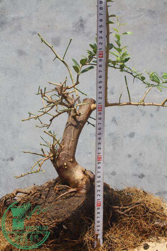 Ƭ20131026ۺ 3525.jpg