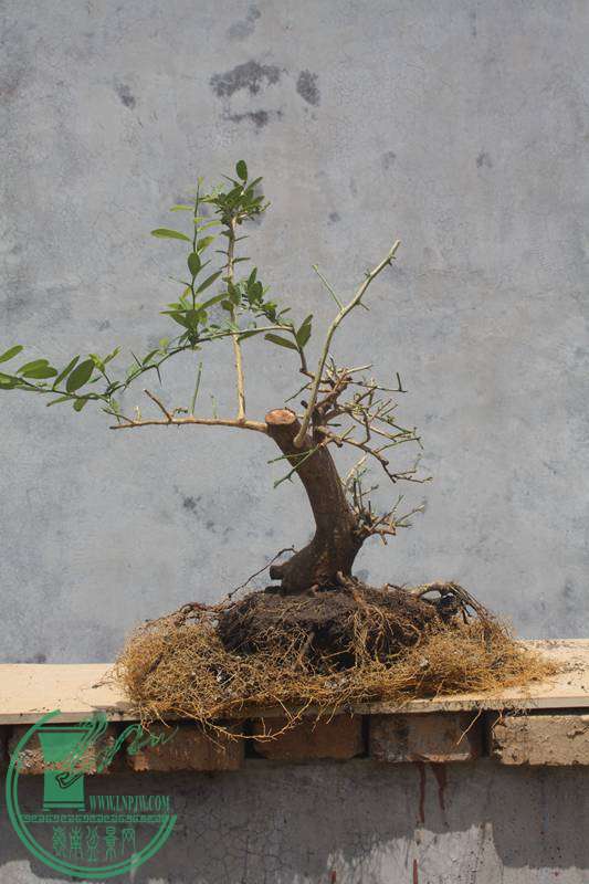 Ƭ20131026ۺ 3527.jpg