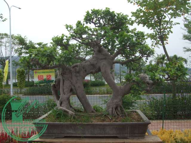 DSCF1175.JPG