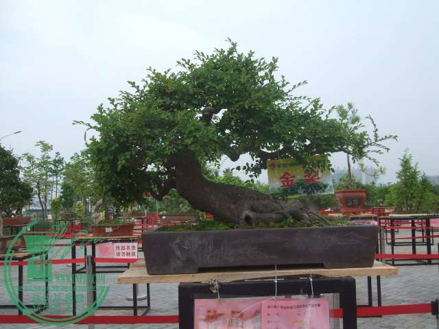 DSCF1178.JPG