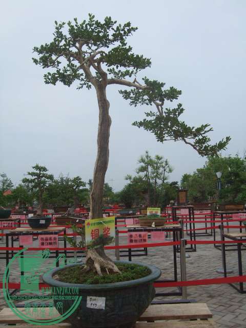 DSCF1230.JPG