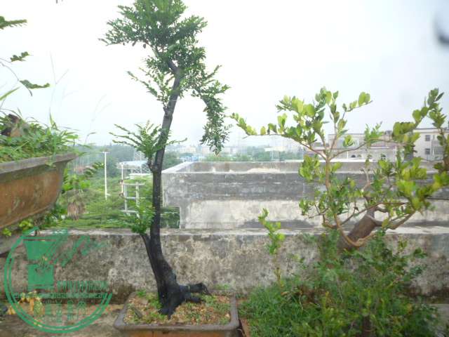 P1140499.JPG