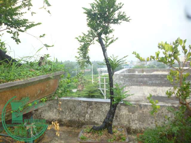 P1140501.JPG