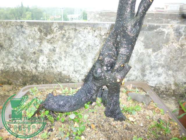 P1140503.JPG