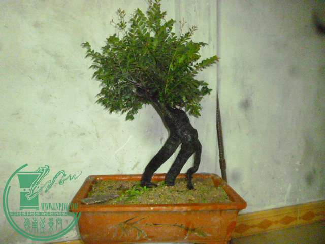 P1140520.JPG