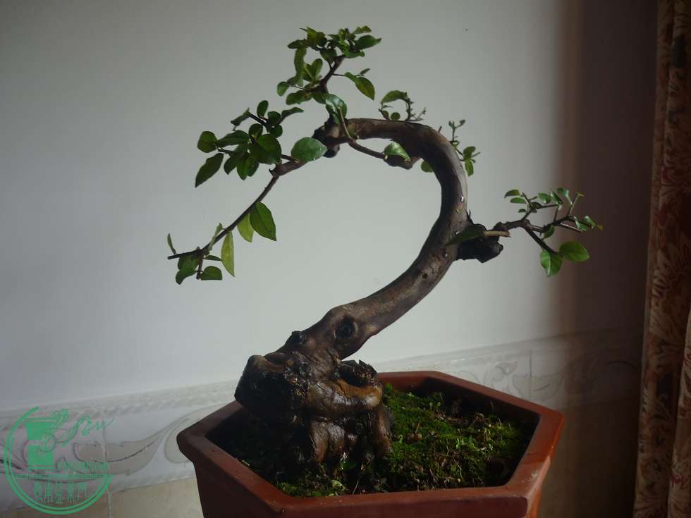 P1020629.JPG