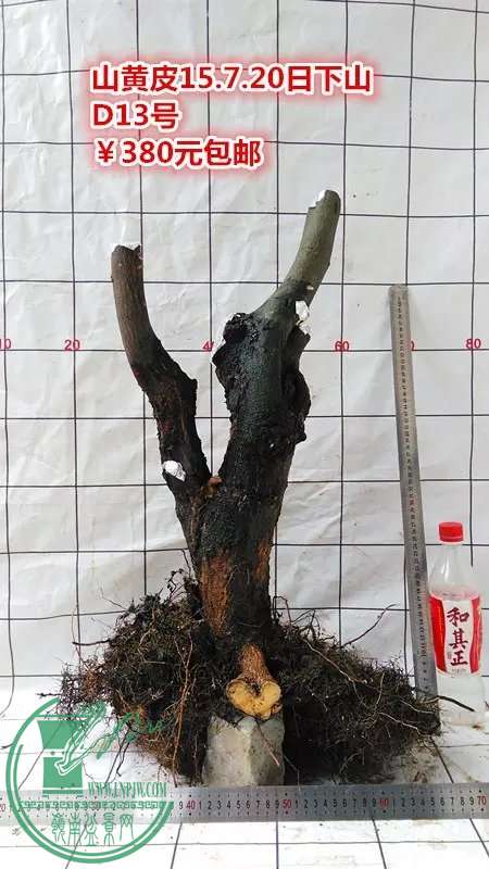 psb (81).jpg