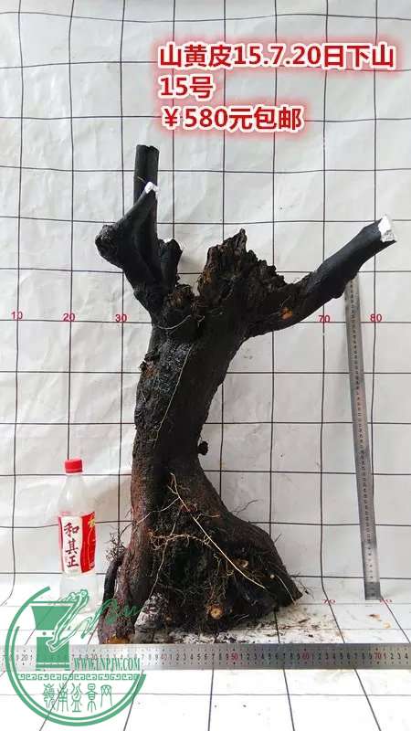 psb (84).jpg