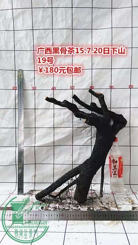 psb (94).jpg