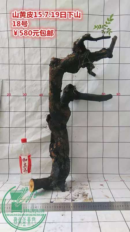 psb (100).jpg