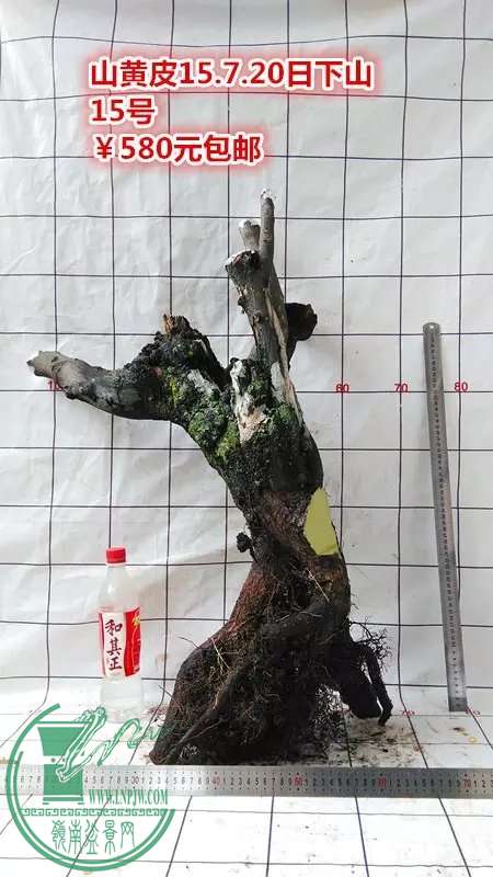 psb (85).jpg