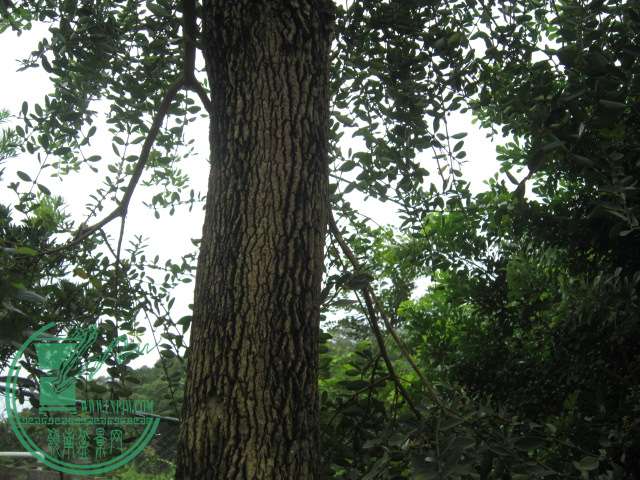 IMG_9556.JPG