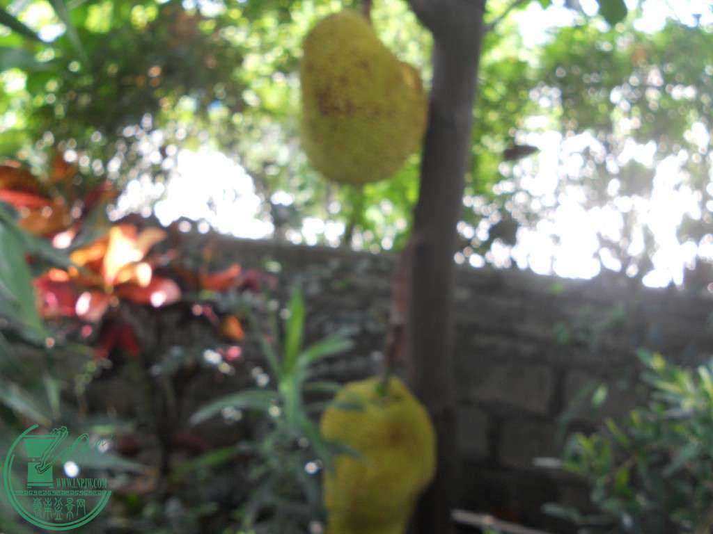DSCN1241.jpg