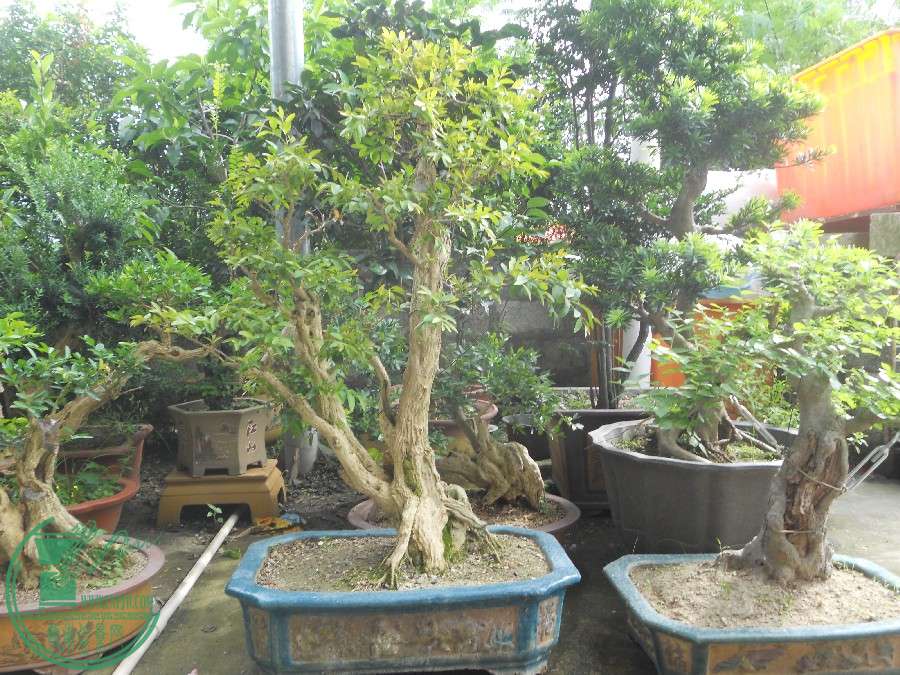 DSCN1161.jpg