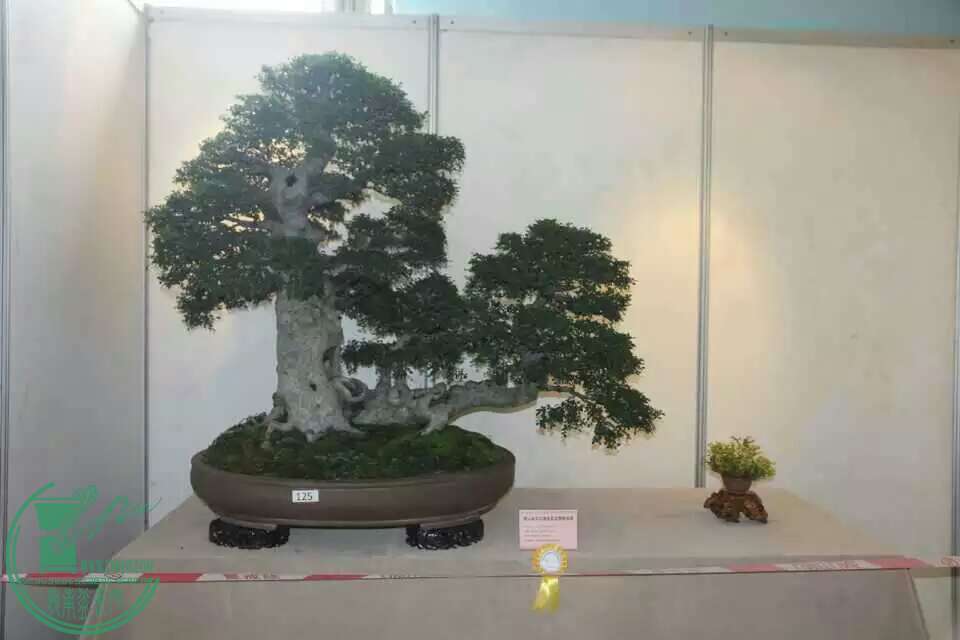 mmexport1437982443635.jpg
