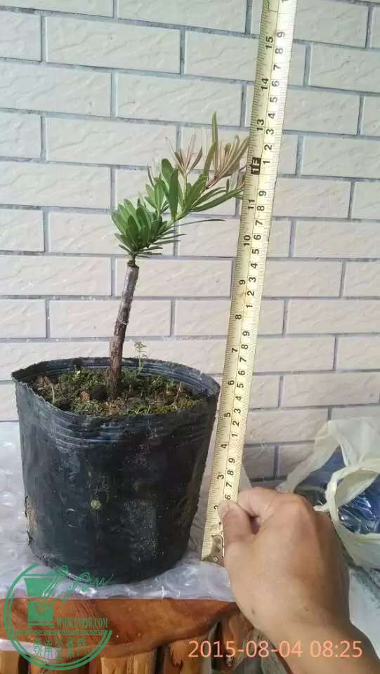 psb9.jpg