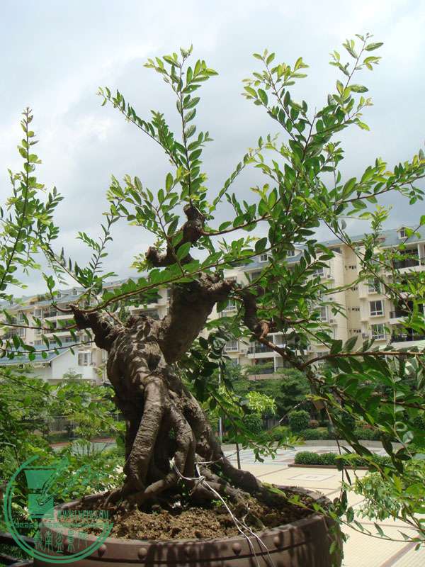 2008.6.21.JPG