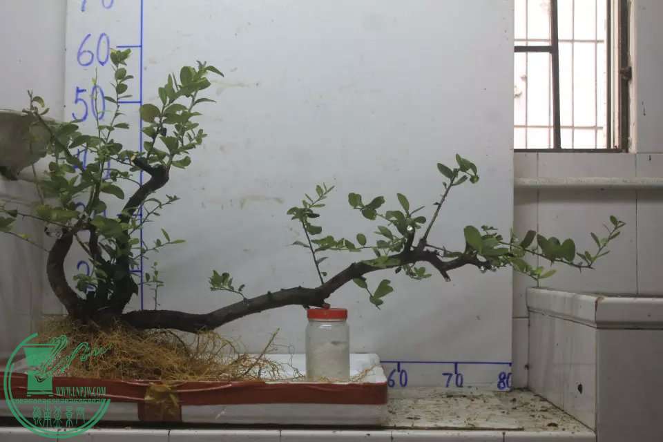 psb (15).jpg
