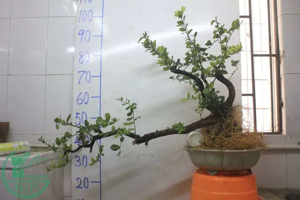 psb (9).jpg