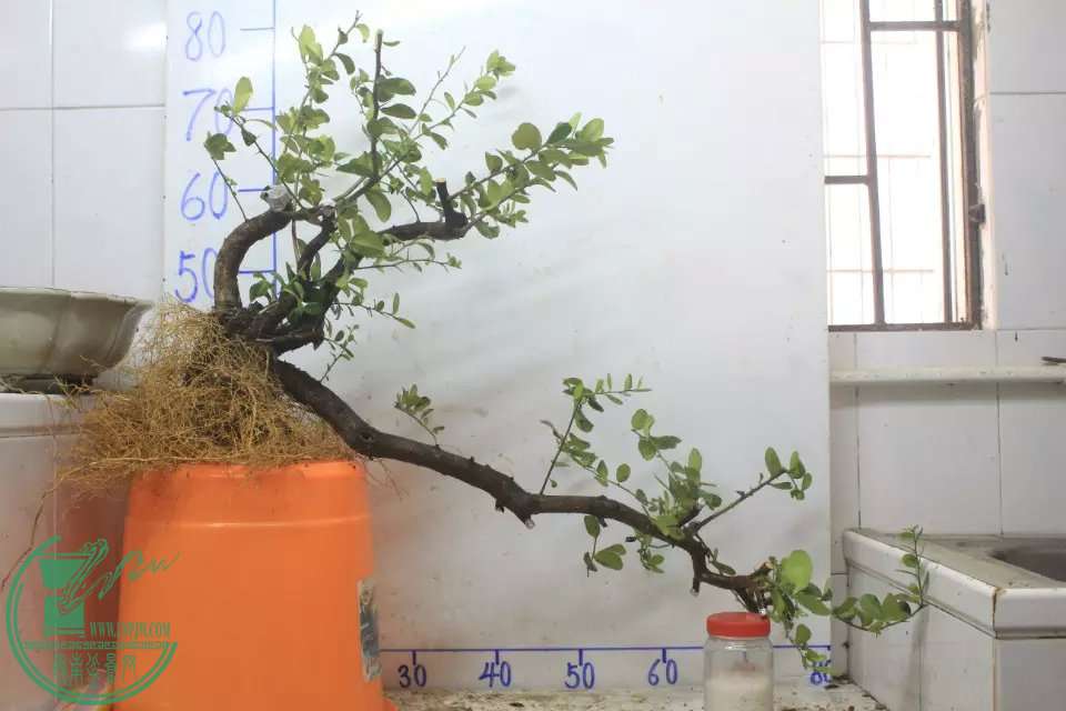 psb (4).jpg