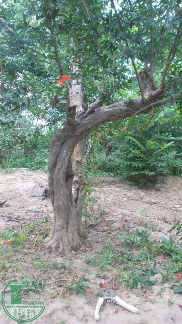 ʯ3.jpg