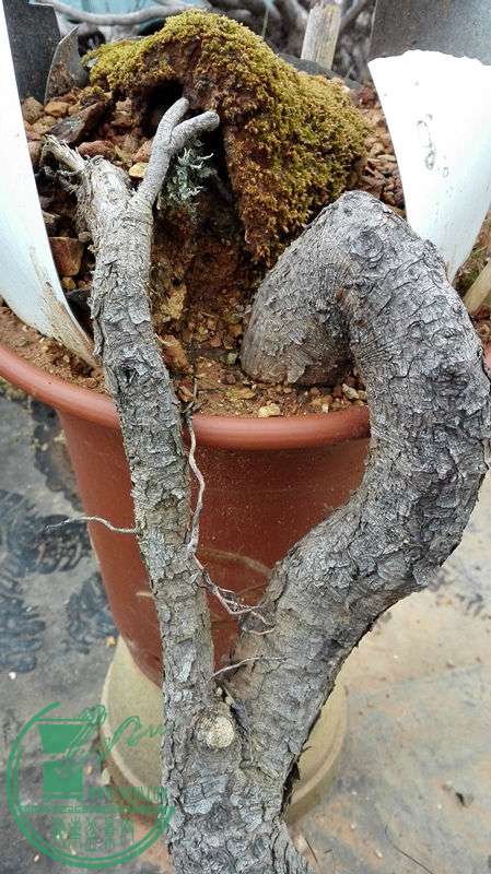 IMG_20150811_184813.jpg