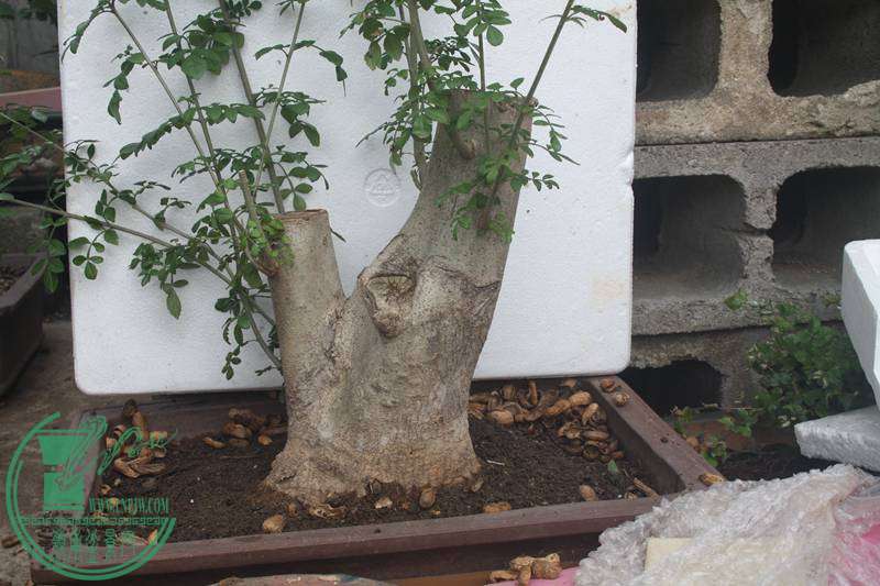 Ƭ20131026ۺ 3723.jpg