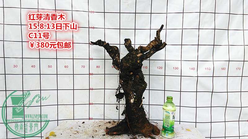 IMG_20150813_133511_.jpg