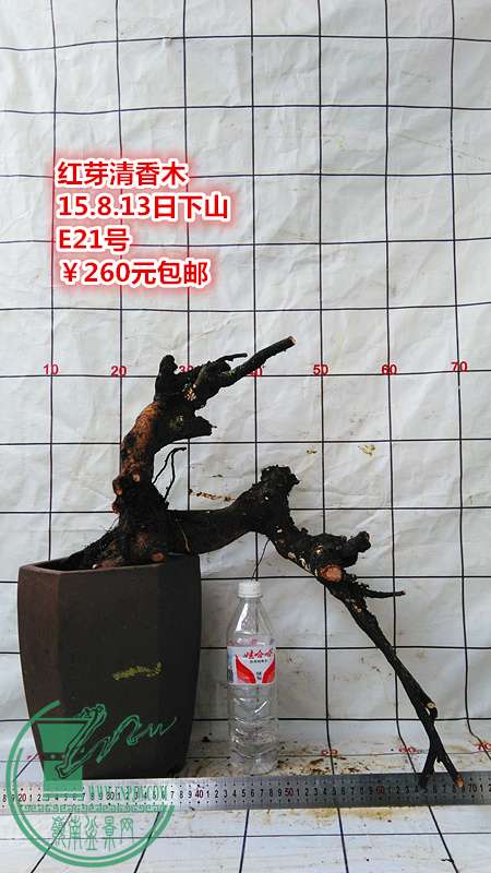 IMG_20150813_165606_.jpg
