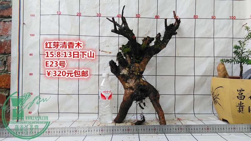 IMG_20150813_170024_.jpg