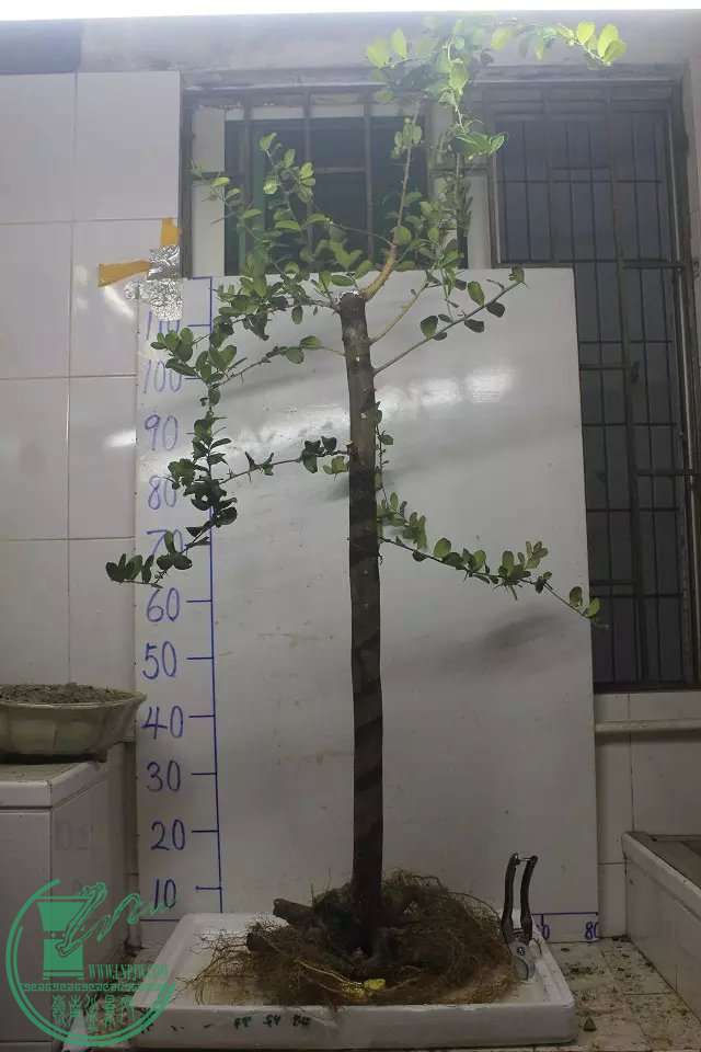 psb (8).jpg