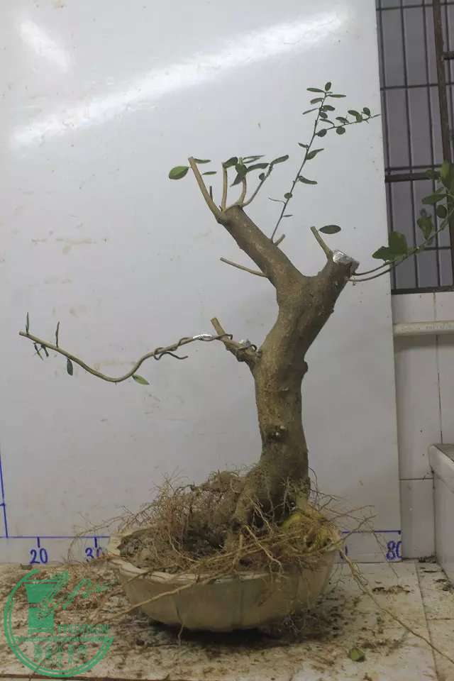 psb (11).jpg