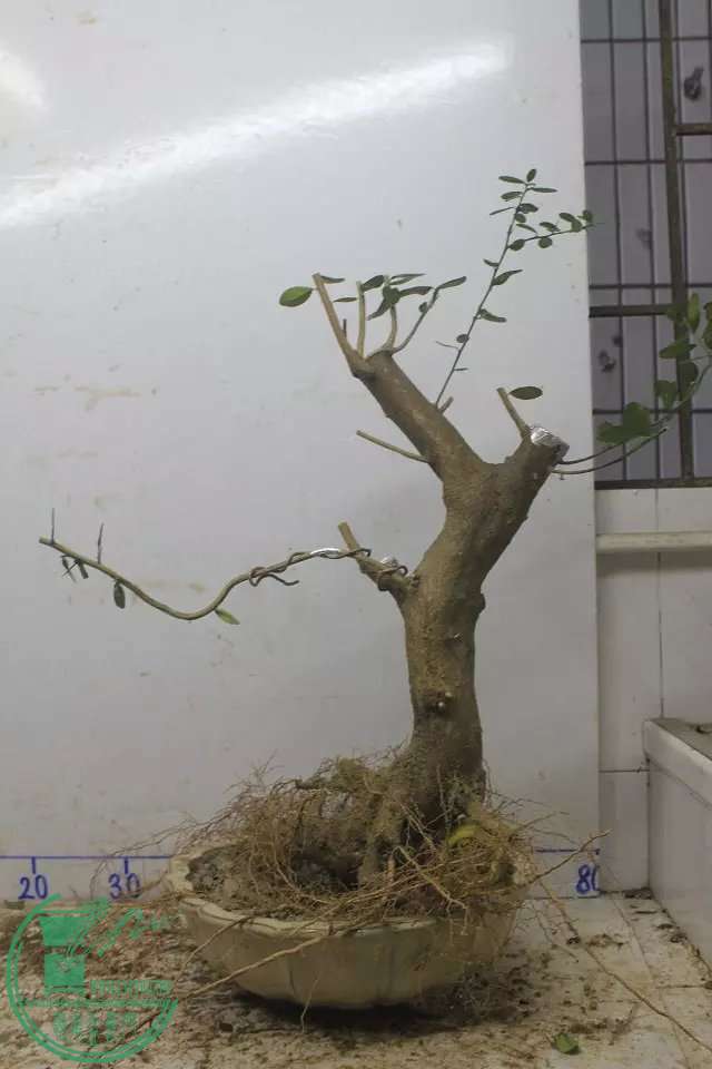 psb (10).jpg