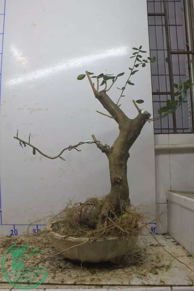 psb (9).jpg