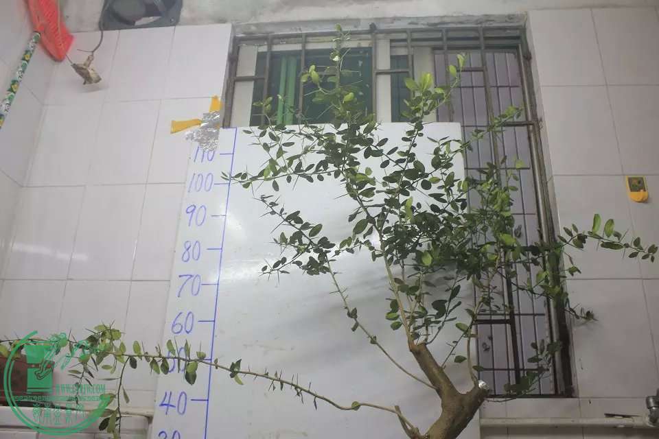 psb (3).jpg