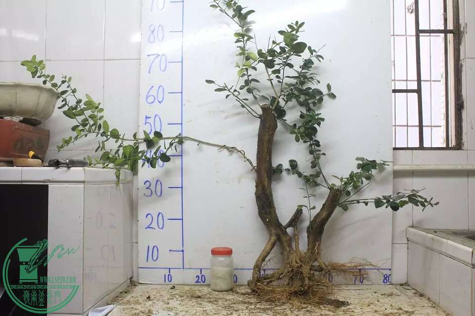 psb (2).jpg