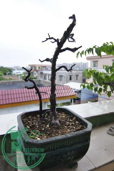 _DSC0002_С.jpg