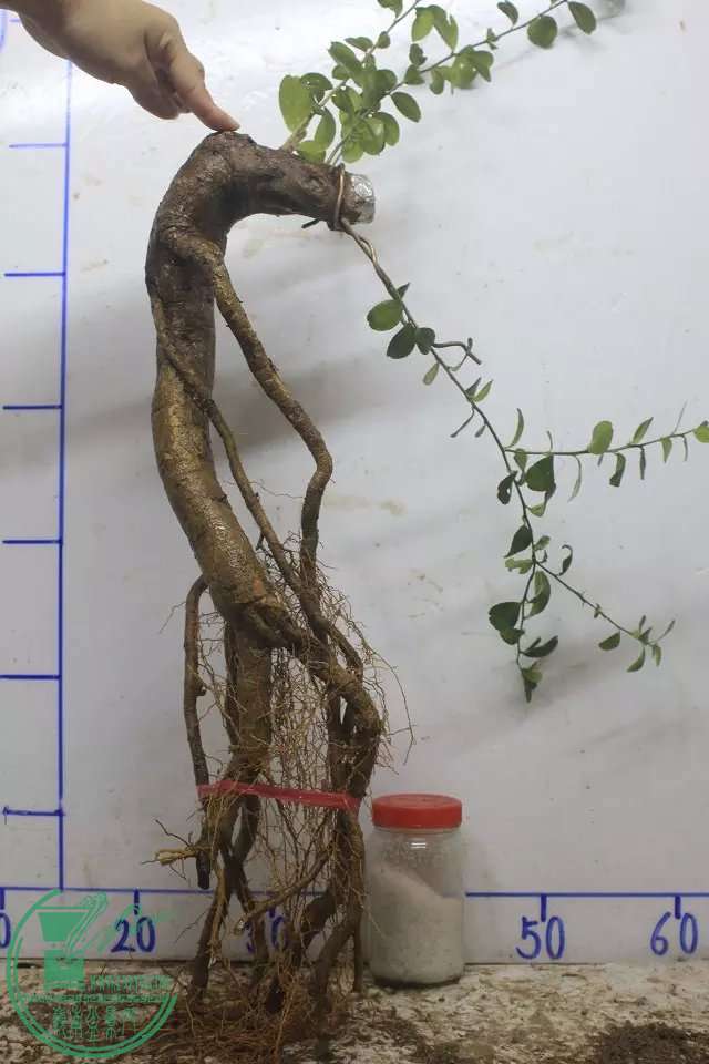 psb (3).jpg