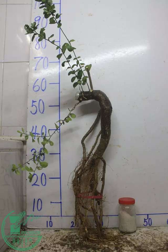 psb (2).jpg