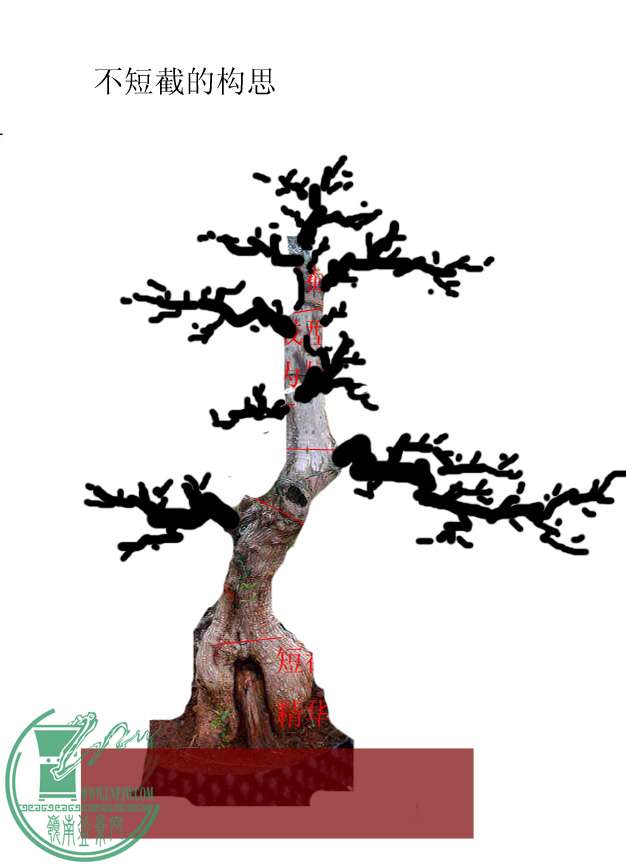 尖叶木樨榄请曾老师设计 设计费80 有偿设计 岭南盆景网