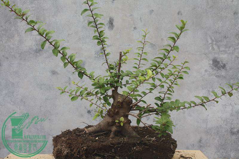 Ƭ20131026ۺ 3763.jpg