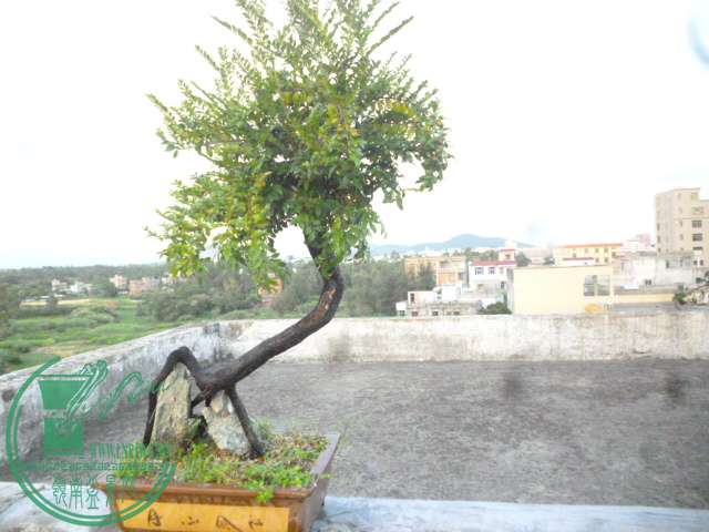 P1140717.JPG