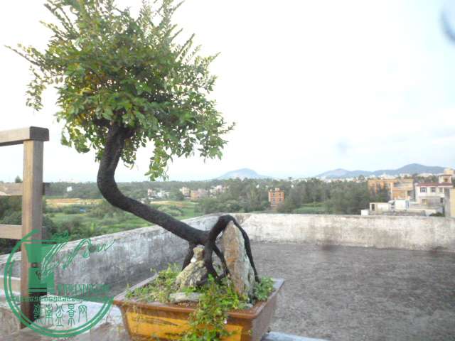 P1140723.JPG