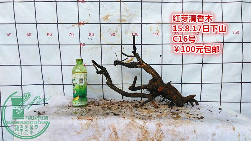 IMG_20150817_141801_.jpg
