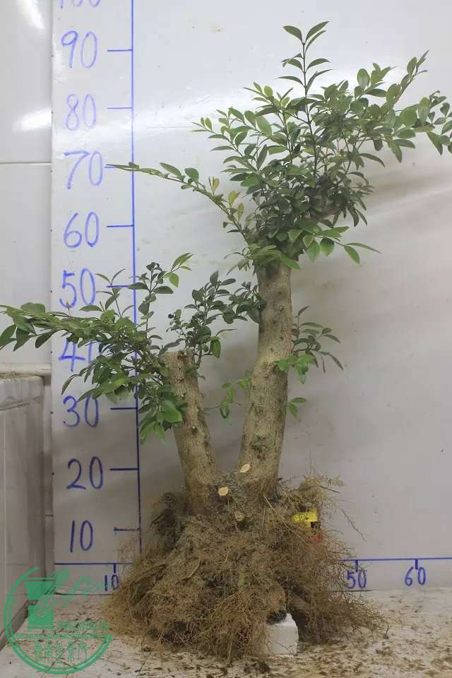 psb (2).jpg